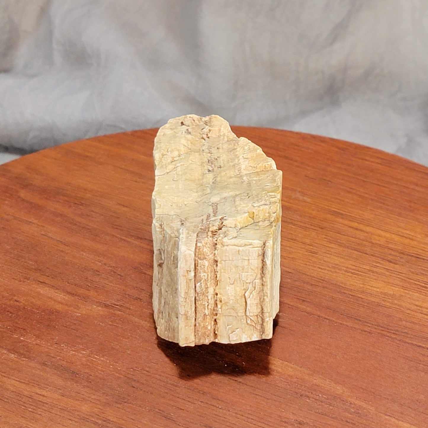 Petrified Wood with Drusy Quartz