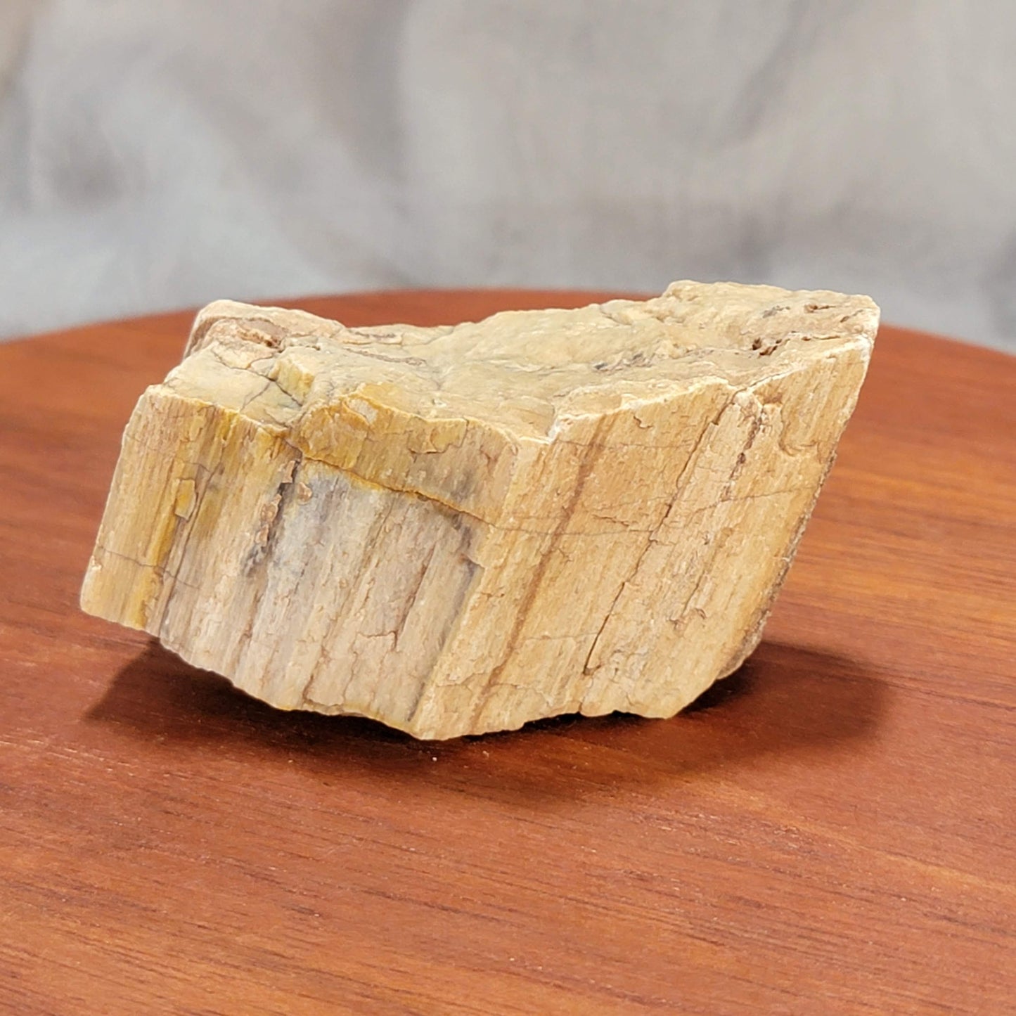 Petrified Wood with Drusy Quartz