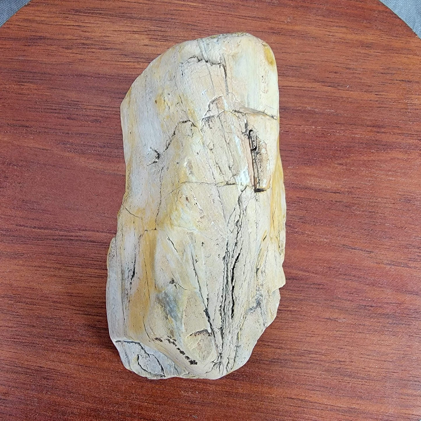 Yellow Petrified, Agatized Wood