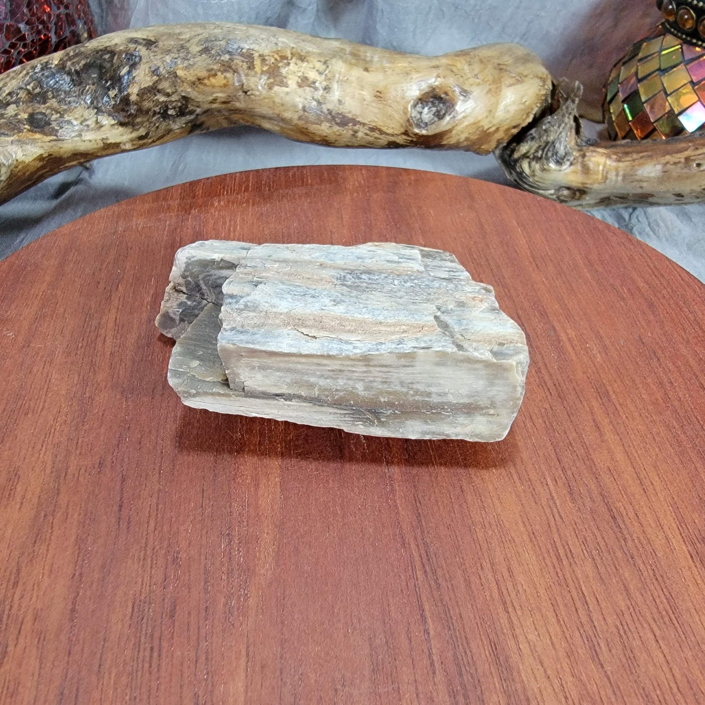 Rainbow Petrified Wood