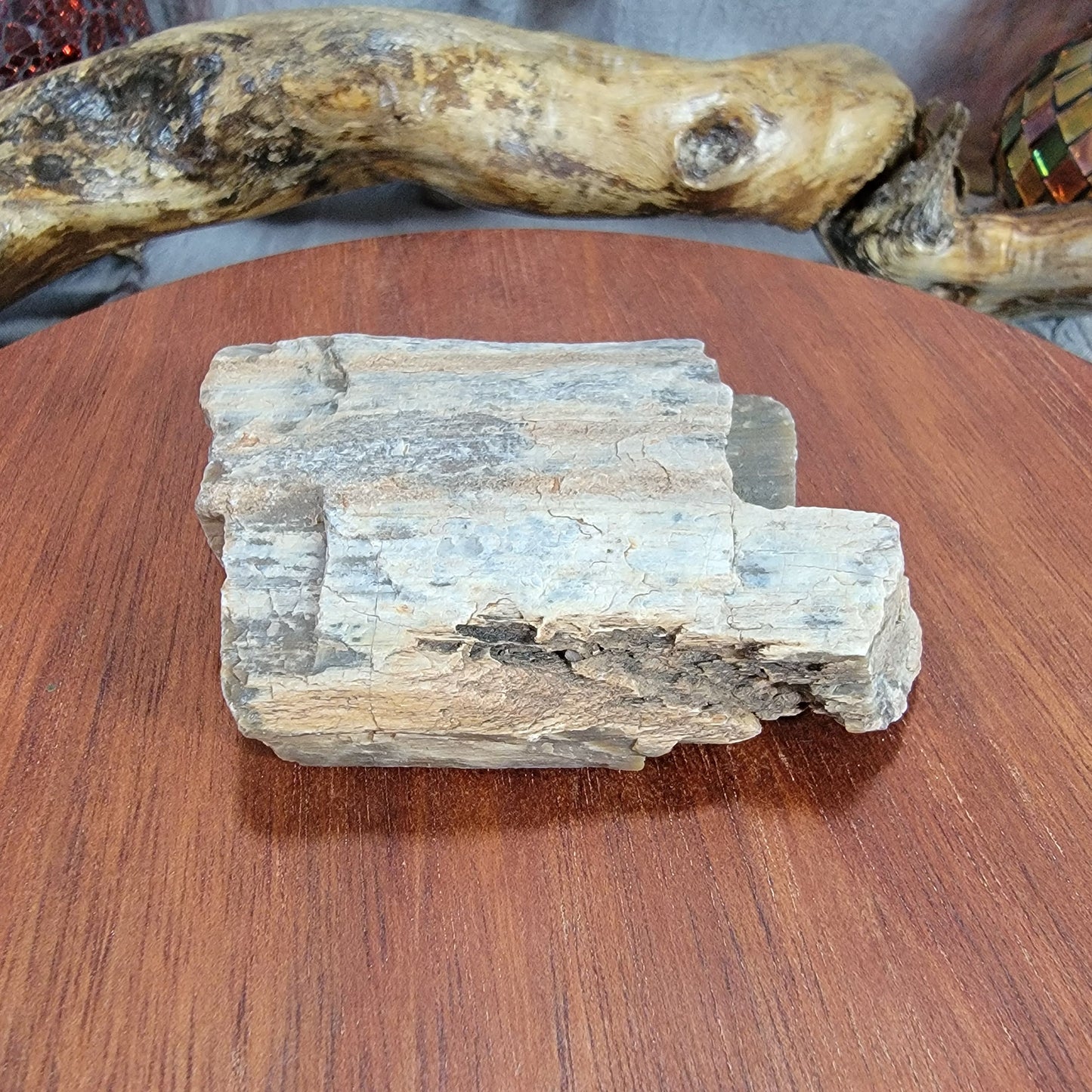 Rainbow Petrified Wood