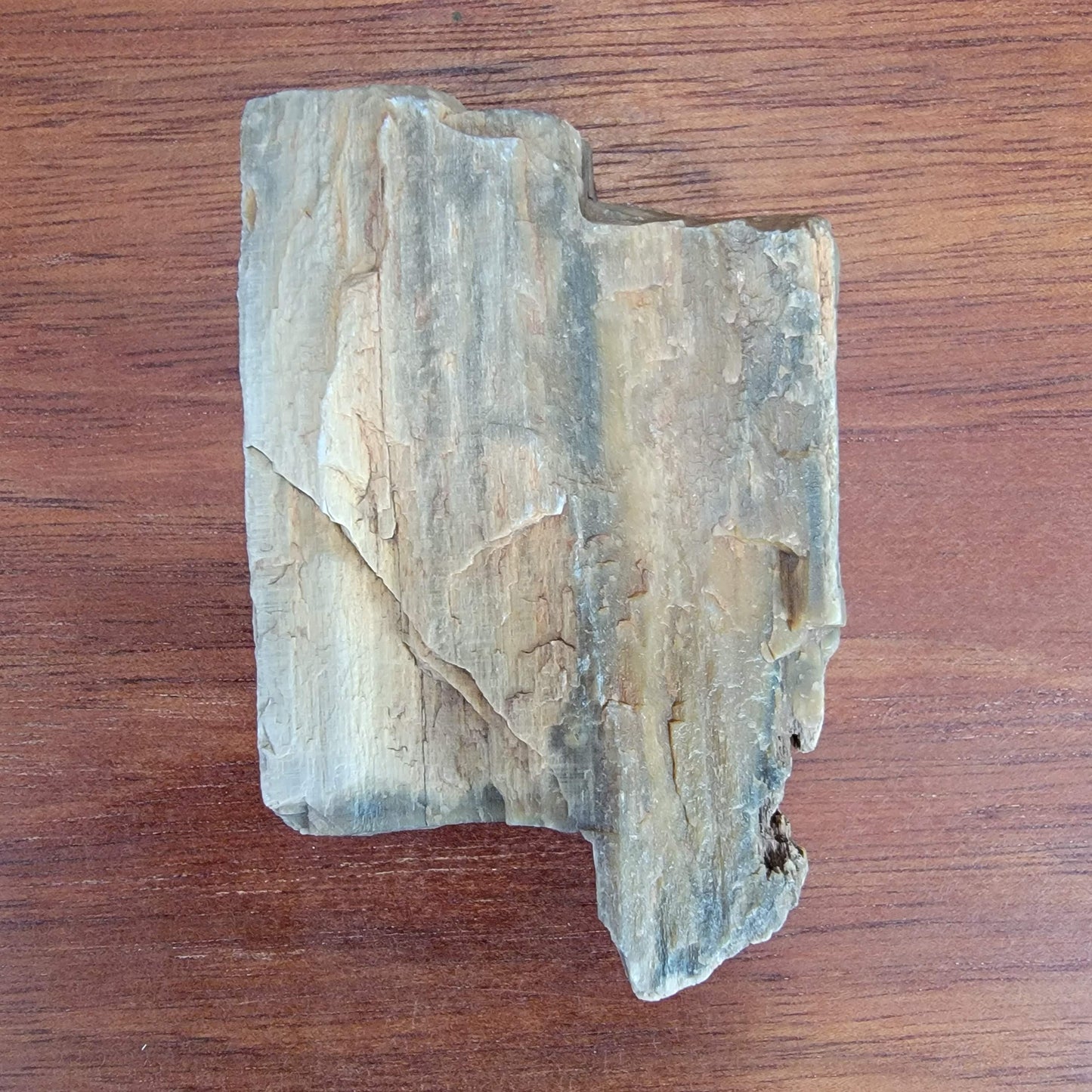 Rainbow Petrified Wood