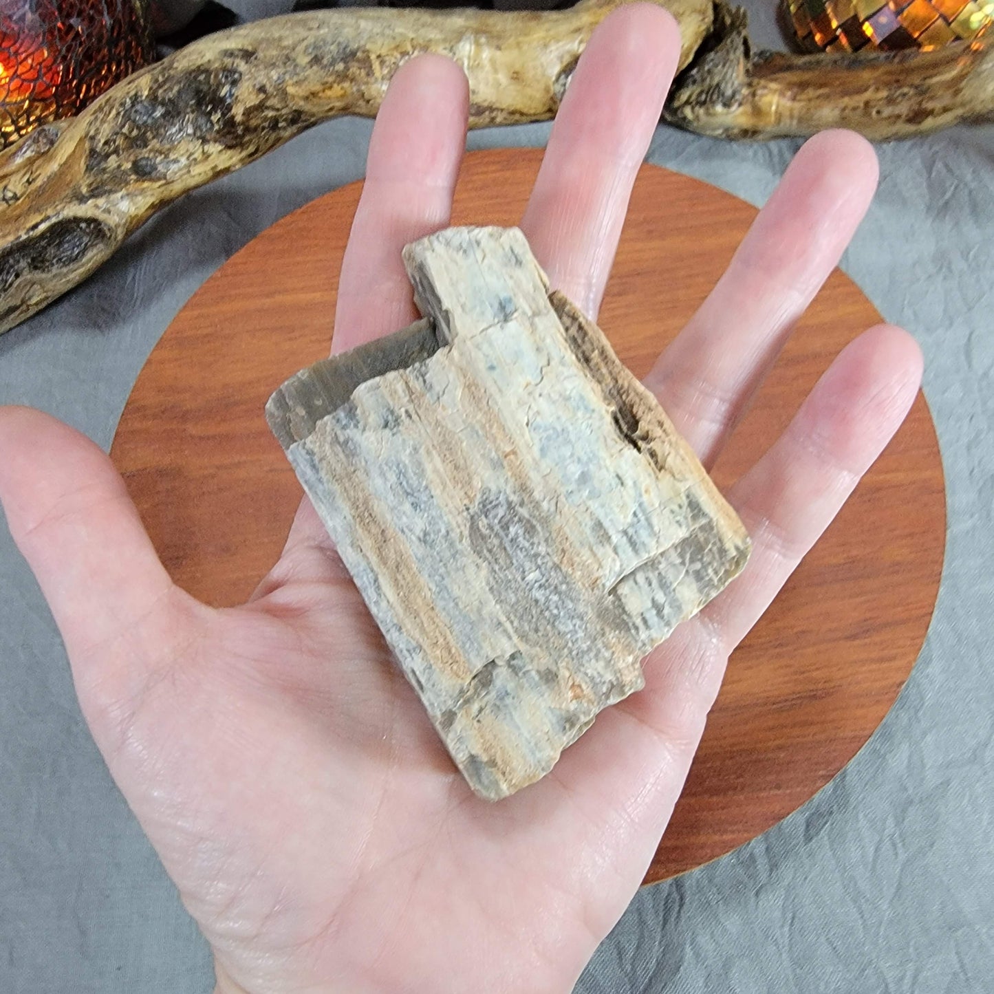 Rainbow Petrified Wood